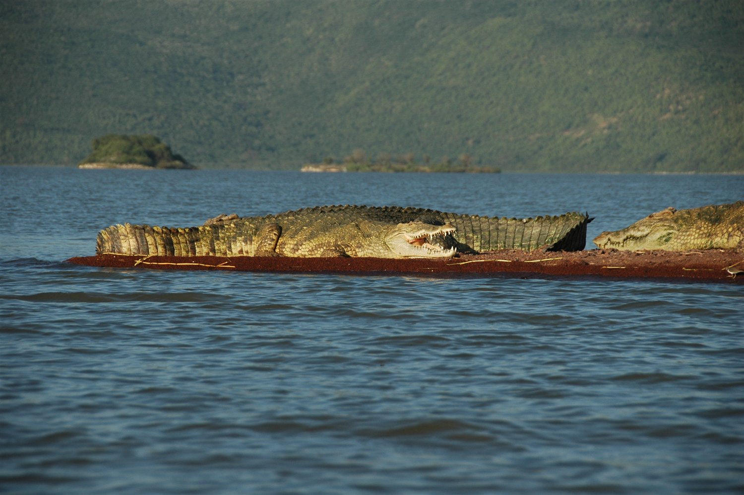 foto - krokodyle